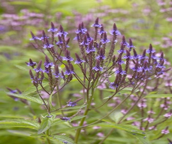 IJzerhard (Verbena hastata)