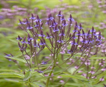 IJzerhard (Verbena hastata)