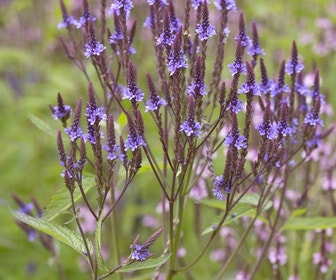 IJzerhard (Verbena hastata)