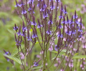 IJzerhard (Verbena hastata)