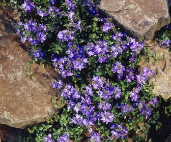 Ereprijs (Veronica armena)