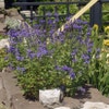 Ereprijs (Veronica austriaca 'Shirley Blue')