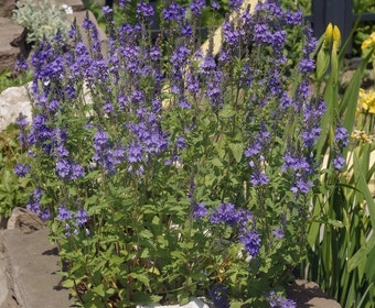 Ereprijs (Veronica austriaca 'Shirley Blue')