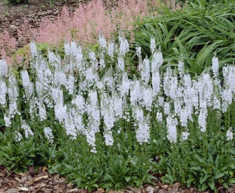 Ereprijs (Veronica gentianoides 'Pallida')