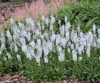 Ereprijs (Veronica gentianoides 'Pallida')