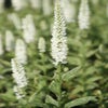 Ereprijs (Veronica longifolia 'Charlotte') Bio