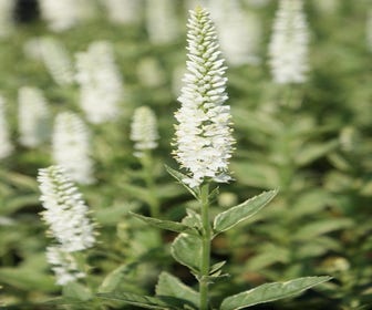 Ereprijs (Veronica longifolia 'Charlotte') Bio