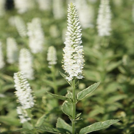 Veronica longifolia 'Charlotte' (Ereprijs)