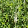 Langblad-ereprijs (Veronica longifolia 'Schneeriesin')