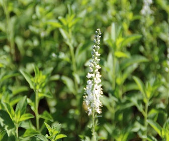 Langblad-ereprijs (Veronica longifolia 'Schneeriesin')