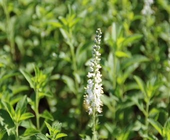 Langblad-ereprijs (Veronica longifolia 'Schneeriesin')