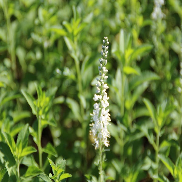 Langblad-ereprijs (Veronica longifolia 'Schneeriesin') Bio