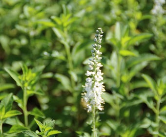 Langblad-ereprijs (Veronica longifolia 'Schneeriesin')