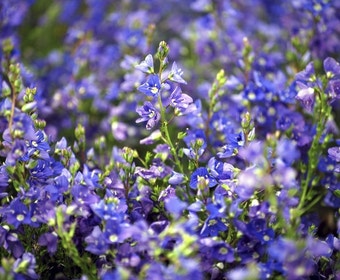 Ereprijs (Veronica prostrata)