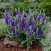Ereprijs (Veronica spicata 'Ulster Dwarf Blue'')