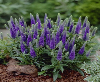 Ereprijs (Veronica spicata 'Ulster Dwarf Blue'')