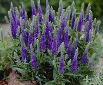 Ereprijs (Veronica spicata 'Ulster Dwarf Blue'')