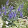 Ereprijs (Veronica longifolia) BIO