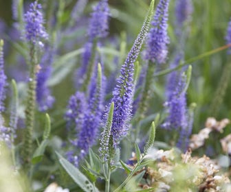 Ereprijs (Veronica longifolia) BIO
