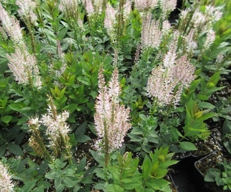 Virginische ereprijs (Veronicastrum virginicum 'Pink Glow')