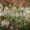 Virginische ereprijs (Veronicastrum virginicum 'Diana')