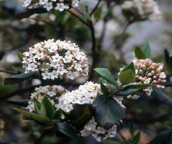 Sneeuwbal (Viburnum burkwoodii)