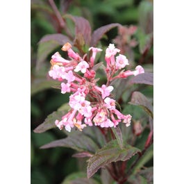 sneeuwbal viburnum bodnantense dawn