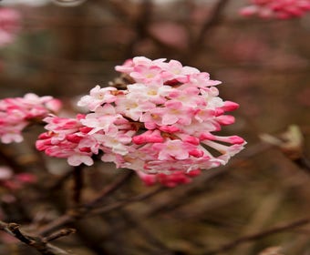 Sneeuwbal (Viburnum bodnantense 'Charles Lamont')