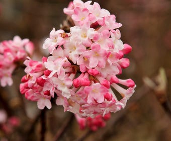 Sneeuwbal (Viburnum bodnantense 'Charles Lamont')