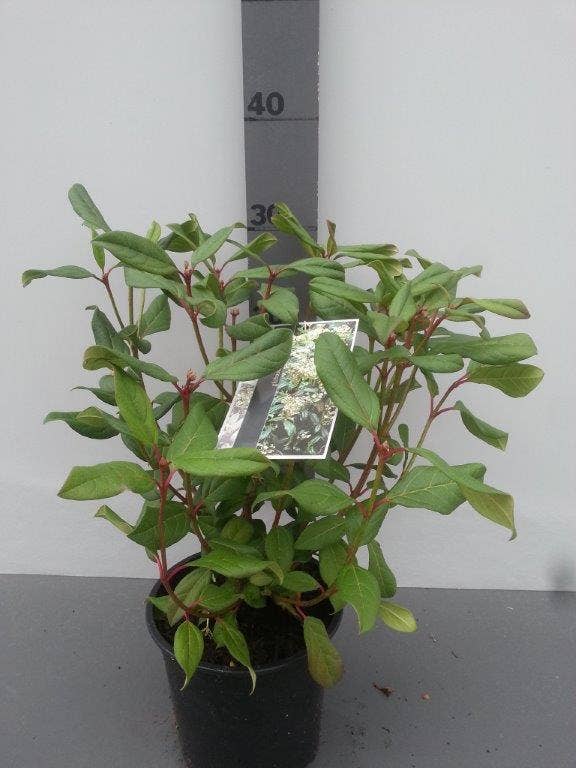 viburnum snoeien hoe en wanneer