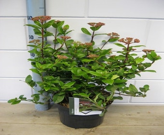 Sneeuwbal (Viburnum tinus 'Gwenllian')