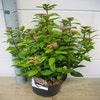 Sneeuwbal (Viburnum tinus 'Spirit')