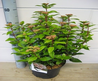 Sneeuwbal (Viburnum tinus 'Spirit')