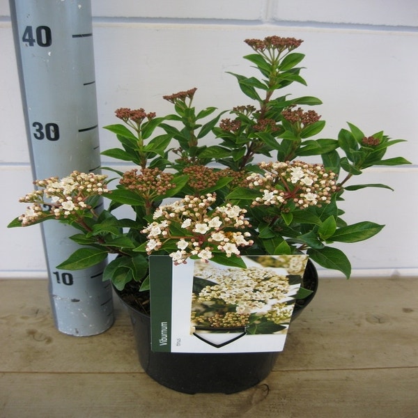 Viburnum tinus: verzorging, snoeien, bloeitijd en standplaats