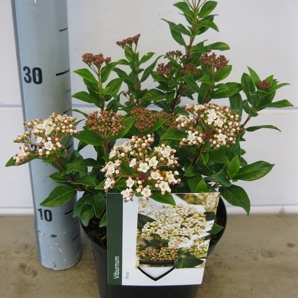 Viburnum tinus: verzorging, snoeien, bloeitijd en standplaats Viburnum tinus: verzorging, snoeien, bloeitijd en standplaats