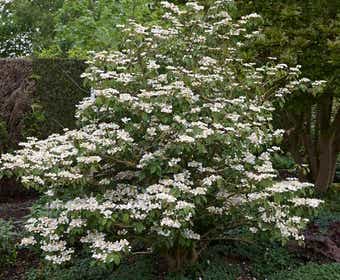 Japanse Sneeuwbal (Viburnum plicatum 'Tomentosum')