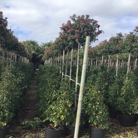 Sneeuwbal als boom (Viburnum tinus 'Eve Price')