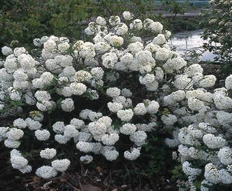 Sneeuwbal (Viburnum 'Eskimo')