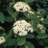 Wollige Sneeuwbal, bosplantsoen (Viburnum lantana)