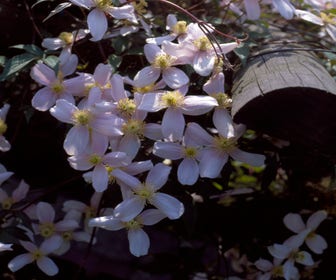 Bosrank (Clematis montana 'Elizabeth')