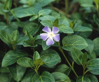 Grote maagdenpalm (Vinca major)