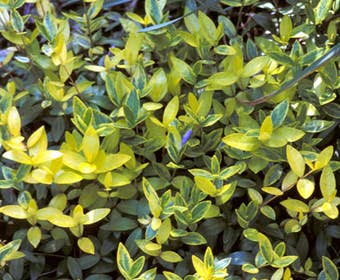 Kleine maagdenpalm (Vinca minor 'Aureovariegata')