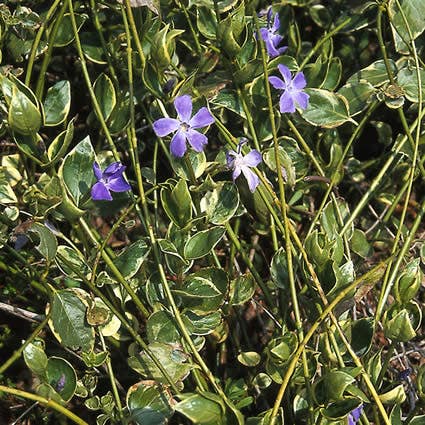 Vinca major 'Variegata'