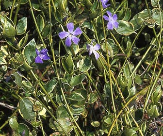 Grote maagdenpalm (Vinca major 'Variegata')