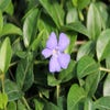 Kleine maagdenpalm (Vinca minor)
