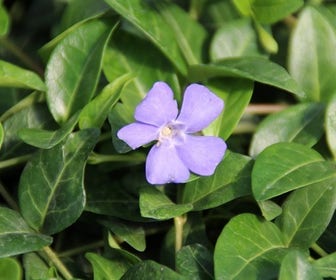 Kleine maagdenpalm (Vinca minor)