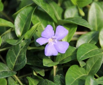 Kleine maagdenpalm (Vinca minor)