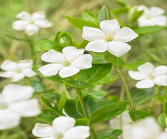 Maagdenpalm (Vinca minor 'Alba')
