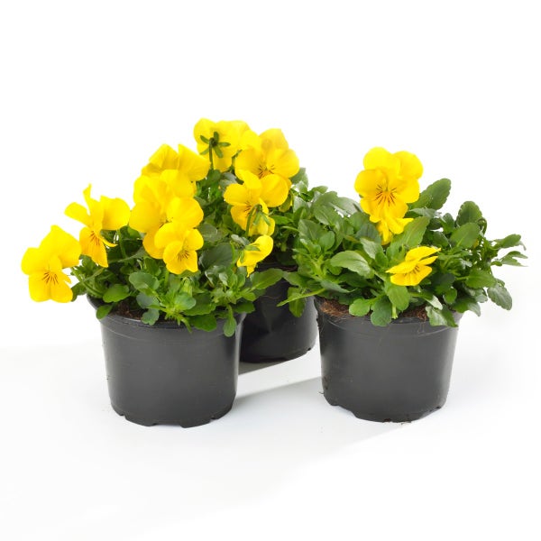 Viooltje (Viola cornuta 'Yellow')