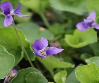 Maartsviooltje (Viola odorata 'Königin Charlotte') Bio